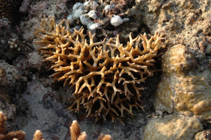 An exposed mound of hard corals on the sea shore