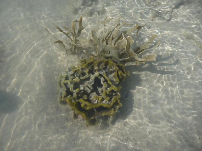 A grey sponge anchored in shallow waters