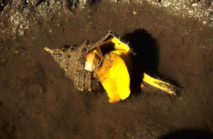 A conch shell on the beach with a striking yellow area