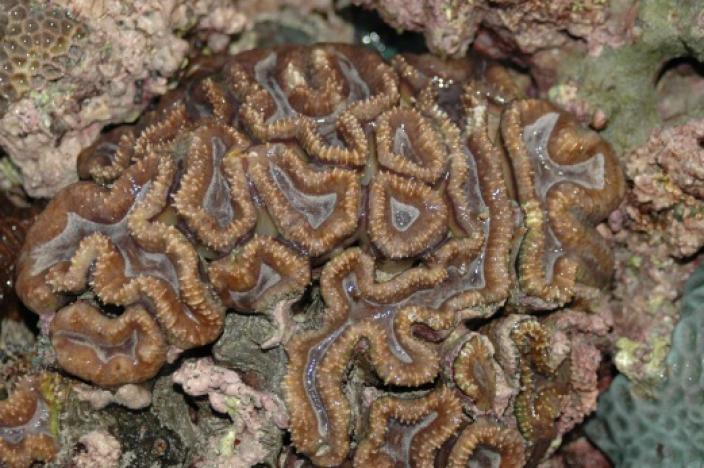 A mound of brown brain-like corals