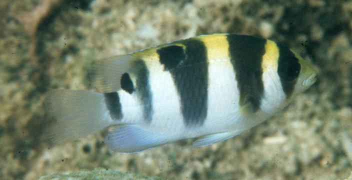 A black and white stripy fish in a coral reef