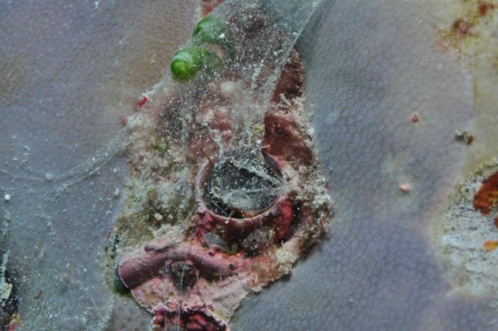 A red mollusc washed up on the sea shore