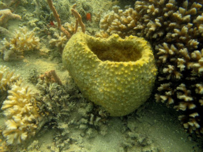 A yellow cup-like sponge