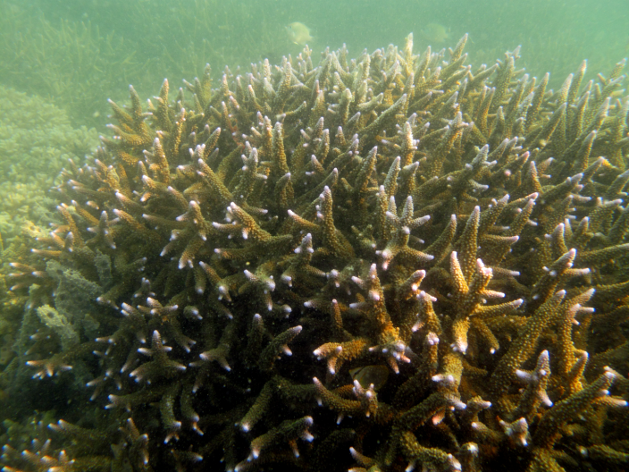 A large spiky formation of corals