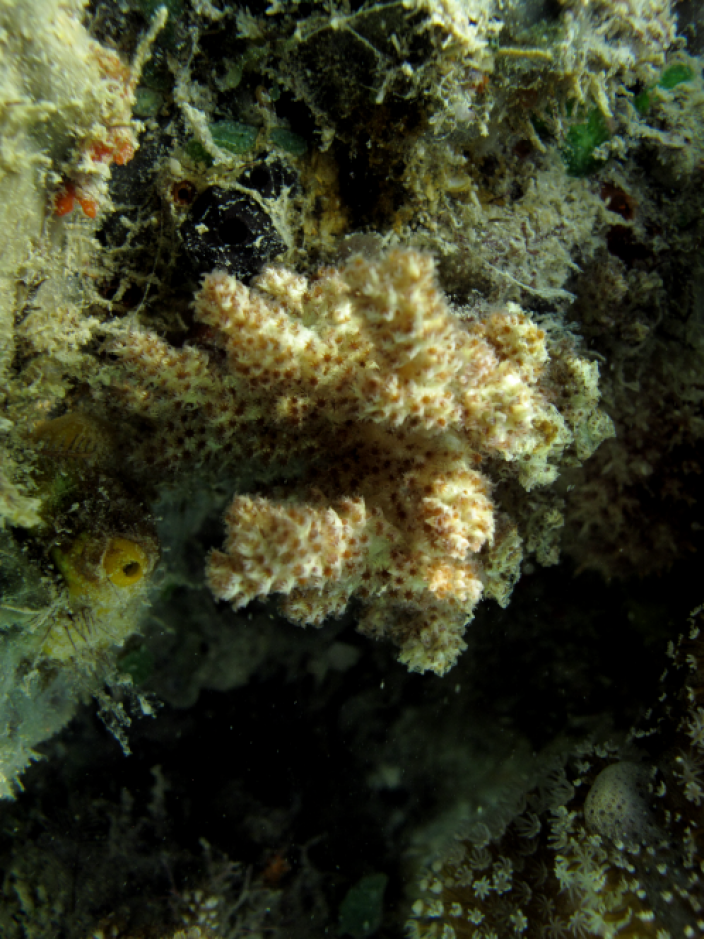 A soft coral growing off the edge of a rock