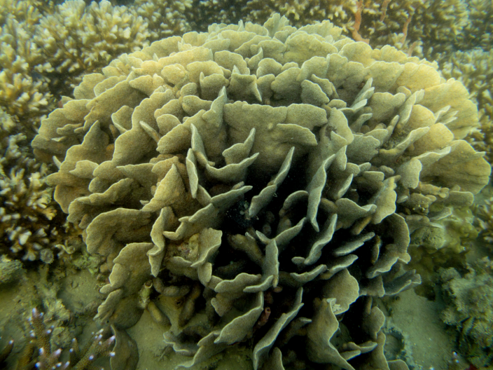 A large branched coral formations