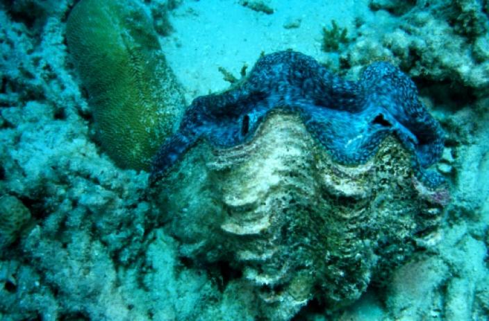 A giant blue clam