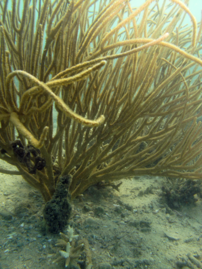 A large branched coral formation