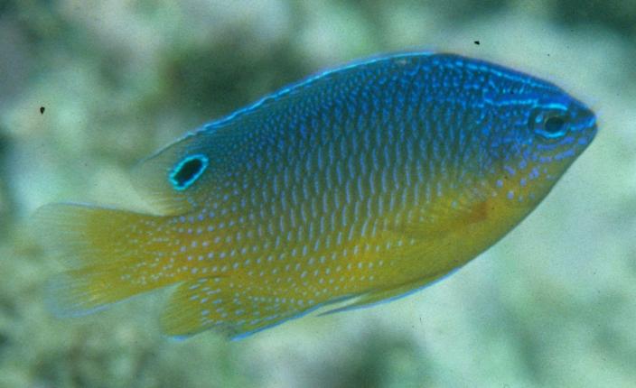 A blue and yellow fish swimming through a coral reef