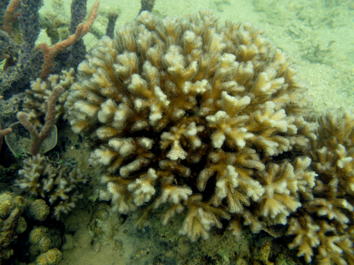 A large mound of corals