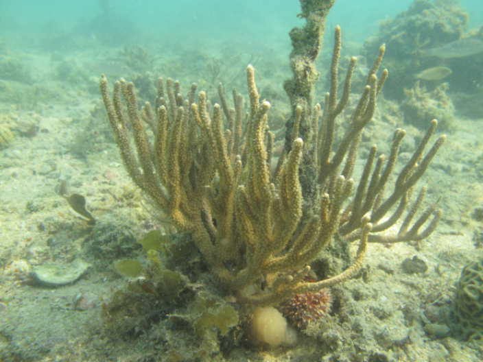 A large branched coral formation on the sea floor