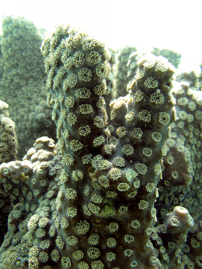 Coral steam with many polyps