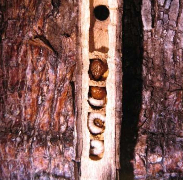 A split branch revealing a burrow and brood cells of a carpenter bee