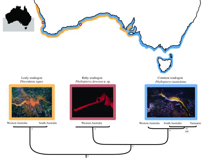 The geographical distribution of the three seadragon species