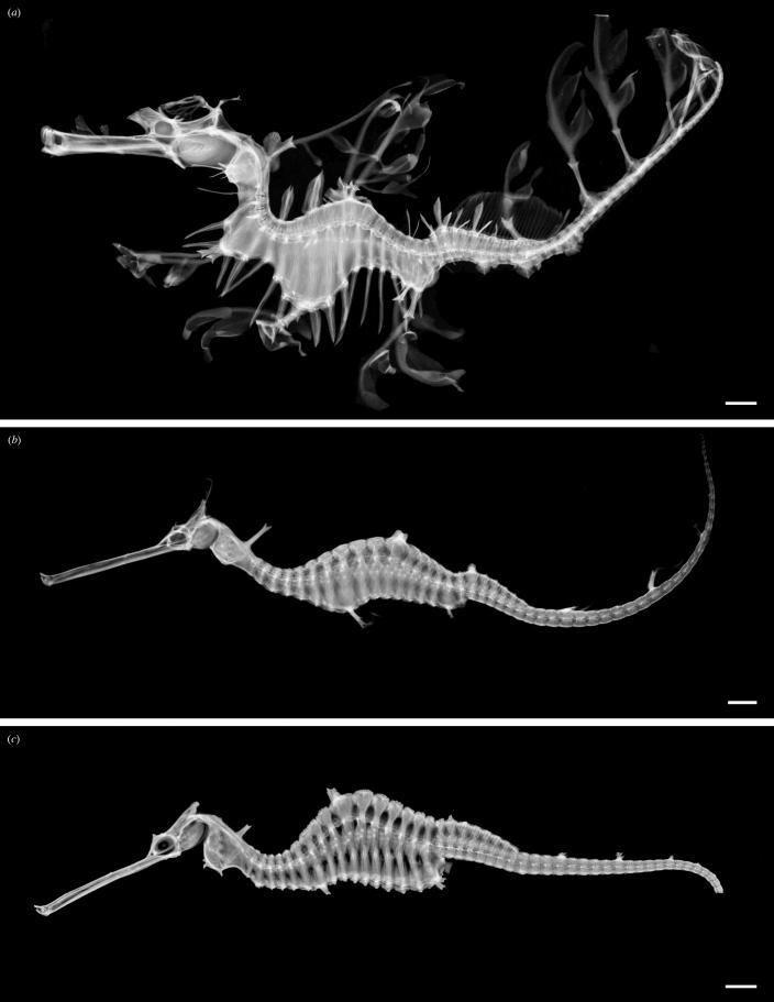 A comparison of the three species of seadragons 