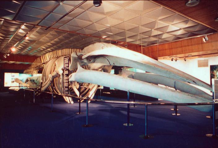 Blue whale on the 5th floor of Francis Street Blue whale on the 5th floor of Francis Street