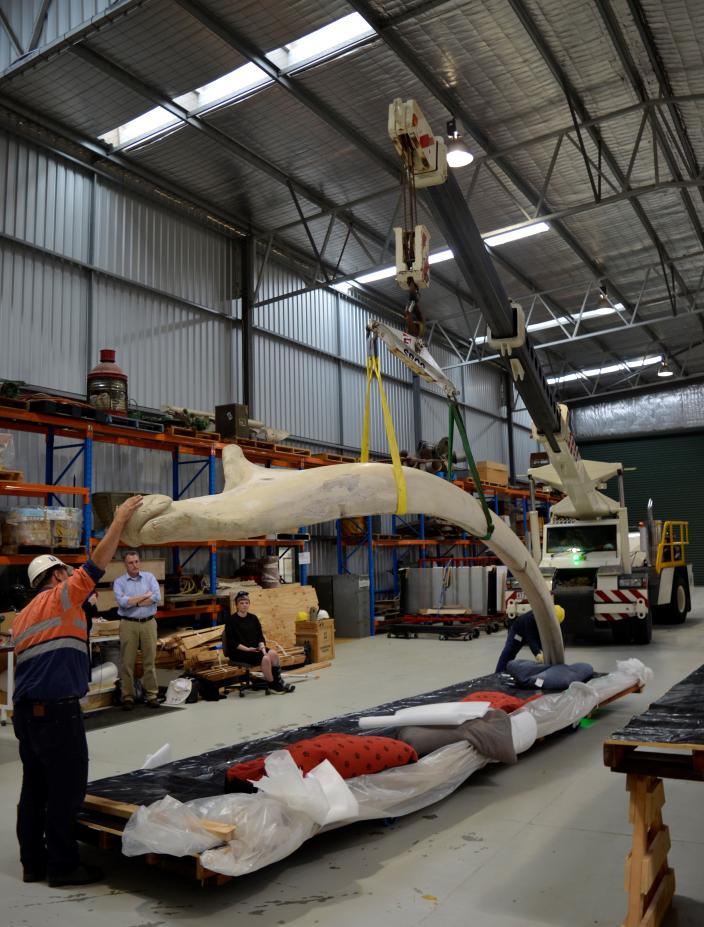 Blue whale bones being weighed at the Collection and Research Centre Blue whale bones being weighed at the Collection and Research Centre