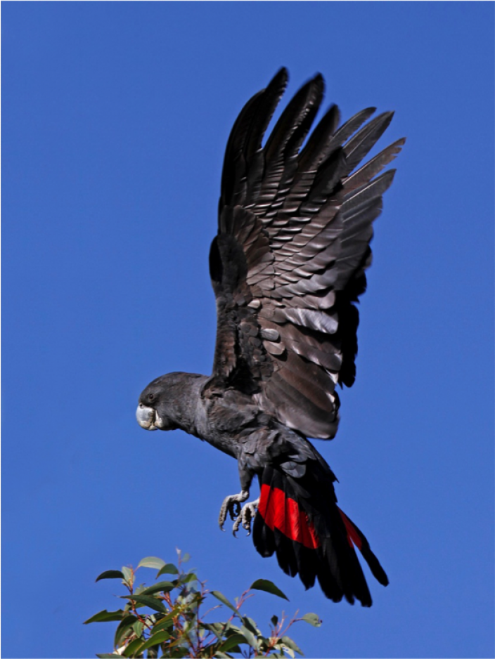 Image result for pictures of black cockatoos