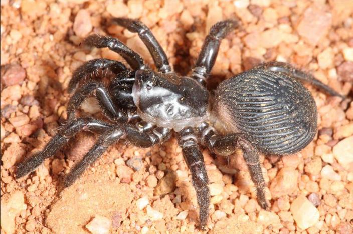 What do spiders look like? - The Australian Museum