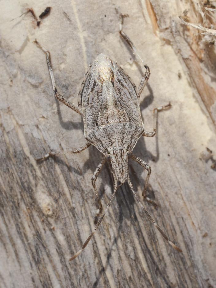 Nik Tatarnic). Poecilometis sp. Found under bark of Melaleuca tree, Coulomb Point Nature Reserv
