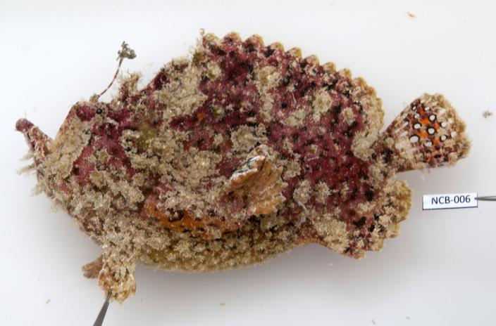 A Spot-tail Anglerfish Lophiocaron trisignatus collected during one of the dives. Image copyright Sue Morrison/WA Museum Picture of a Spot-tail Anglerfish