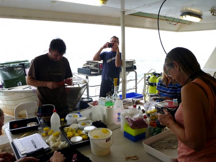 Processing animals after a dive. Image copyright Nerida Wilson/WA Museum Picture of Processing animals after a dive.