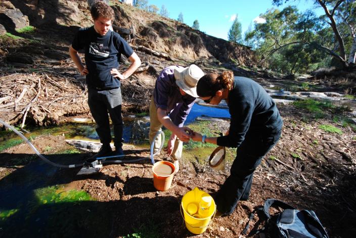 Kym Abrams collecting samples from a trap