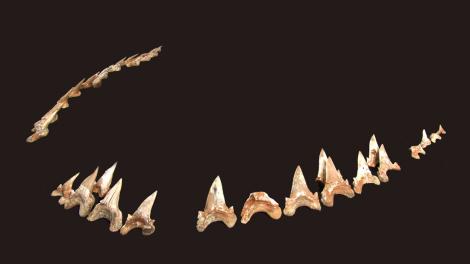 Extinct, Giant Shark - Cardabiodon ricki - Lower jaw teeth - Image copyright of WA Museum A series of shark teeth assemble to resemble its jaw line