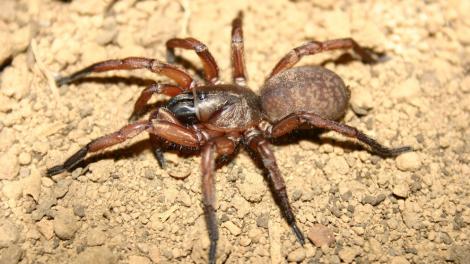 Spider – Aname tepperi 