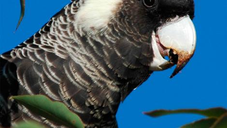 Baudin's Cockatoo - Image copyright of WA Museum A black cockatoo seating in a tree branch