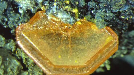 Image copyright of WA Museum