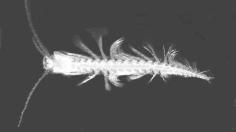 Lasionectes exleyi Image copyright of WA MuseumPhoto by D.Elford