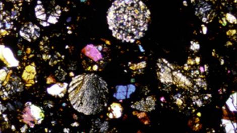 Photomicrograph - Photo from WA Museum Image copyright of WA Museum