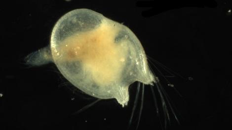 Danielopolina baltanasi - Image copyright of WA Museum A small blob-like animal