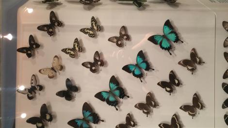 Australian Butterflies - Swallowtails and Birdwings