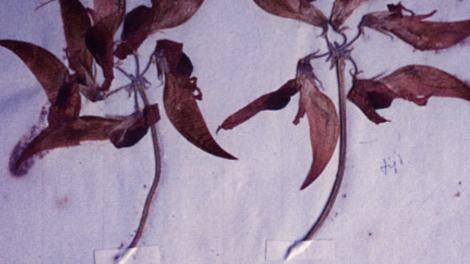 Dampier pea - Image courtesy of Alex George Plant pressing of the Dampier pea plant