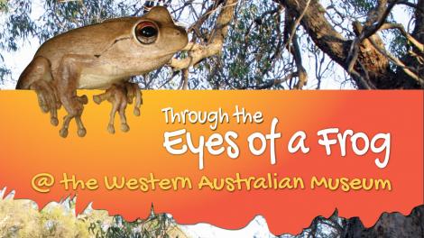 Through the Eyes of a Frog - WA Museum Frog on a log