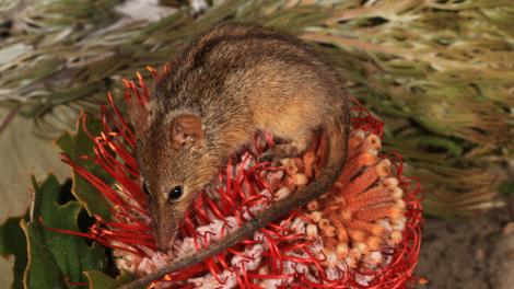 A small honey possum feeding on a banksia flower