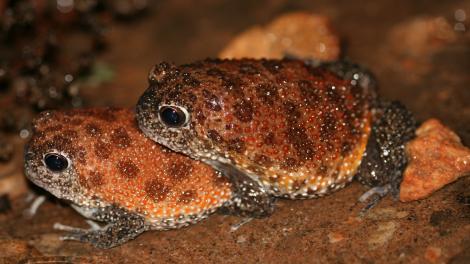 Two brown spotted frogs sitting together