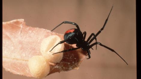 Red-back Spider - WA Museum Image of a Red-back spider sitting on a leaf