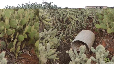 A prickly pear plant growing over rocks