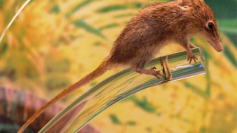 Honey Possum - Image copyright of WA Museum