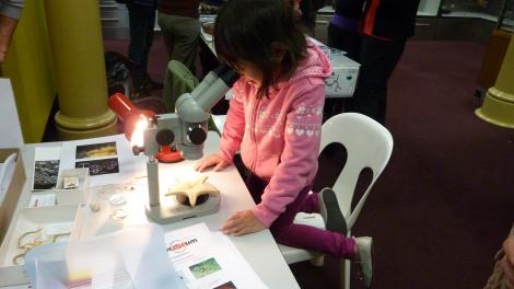 Meet the scientists 2012 - Image copyright WA Museum A young girl looking into a microscope