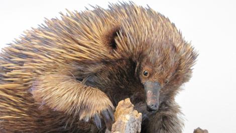 A mounted specimen of a Short-Beaked Echidna