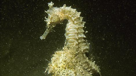 Seahorse - WA Museum Image of a seahorse in the water