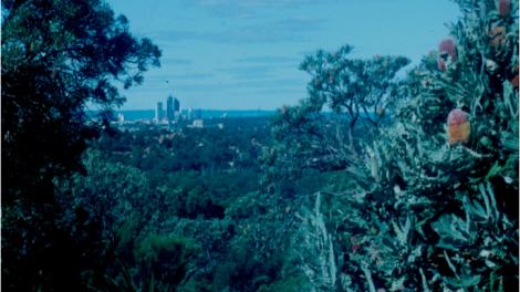 Biogeography of Bold Park Tree of an urban bush land in Perth with the skyline in the background