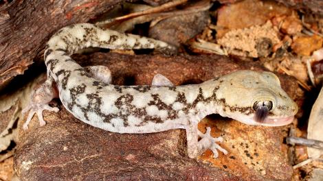 Cloudy Stone Gecko 4 Enjoy fun activities for the kids at the WA Museum - Geraldton these holidays