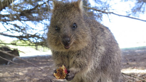 A quokka eating fruit. An image of a quokka eating fruit.