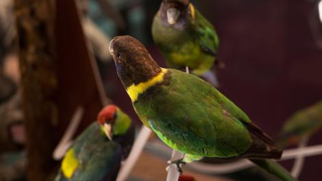 Bird Gallery - Copyright: Leon Downie, OK- White Lane Three colourful birds, preserved as part of a gallery