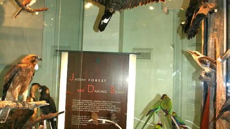 Image copyright of the Western Australian Museum